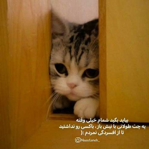 آهنگ سجاد رزمجو شقایق نبودی