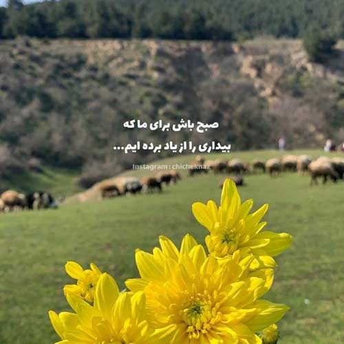 آهنگ عشق ما آخر تبدیل شد به بن بست خونی دشی